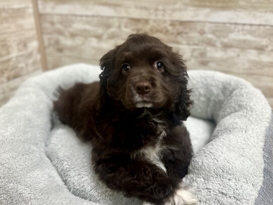 [#7949] chlt & wh Male Cocker Spaniel Puppies for Sale