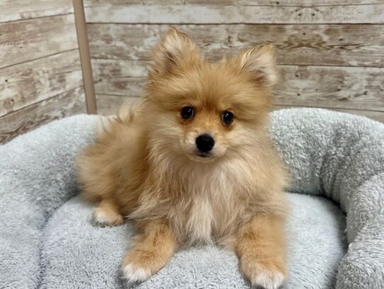 [#7953] cr Male Pomeranian Puppies for Sale