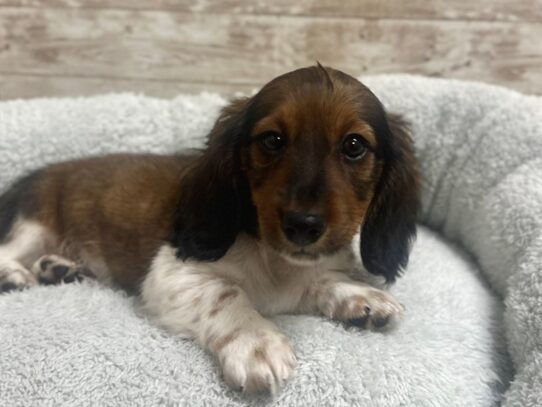 [#7955] rd & wh pid Male Dachshund Puppies for Sale