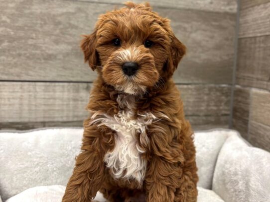 [#10918] Red Male Miniature Goldendoodle Puppies for Sale