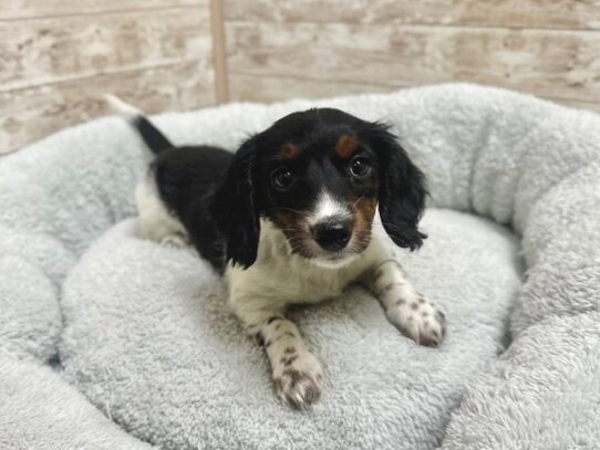 [#7924] tri pbld Female Dachshund Puppies for Sale