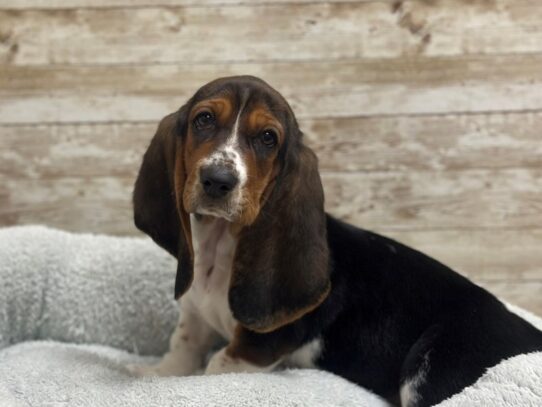 [#7967] tri Female Basset Hound Puppies for Sale