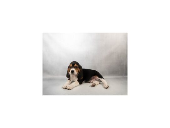 [#7972] Black Tan and White Male Beagle Puppies for Sale