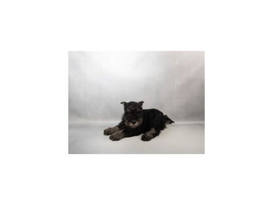 [#7973] Black and Silver Male Miniature Schnauzer Puppies for Sale