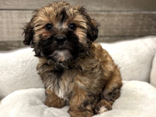 [#10922] Sable & White Male Morkie Puppies for Sale