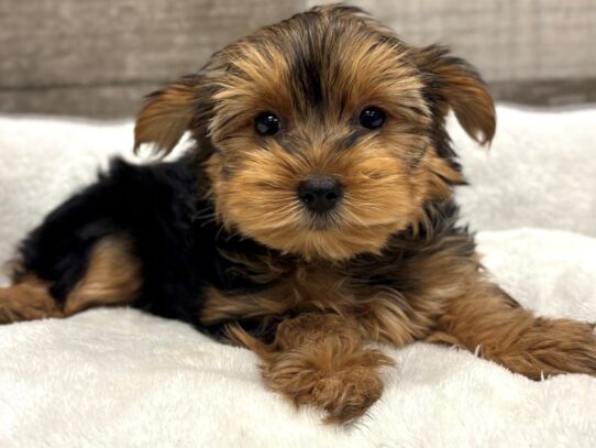 [#10923] Black & Tan Male Yorkshire Terrier Puppies for Sale