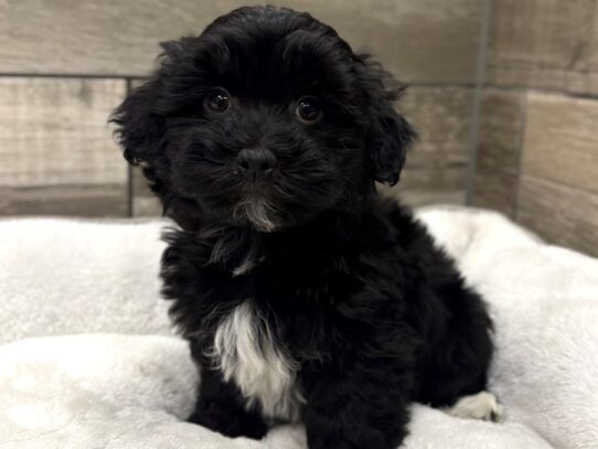 [#10924] Black & White Male Havanese Puppies for Sale