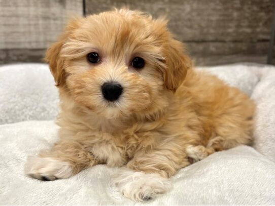 [#10925] Apricot Female Havanese Puppies for Sale