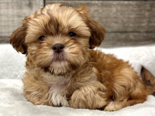 [#10919] Gold & Liver Male Shih Tzu Puppies for Sale