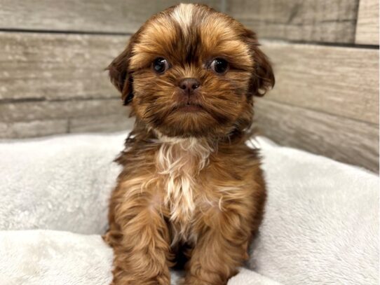 [#10920] Liver Female Shih Tzu Puppies for Sale
