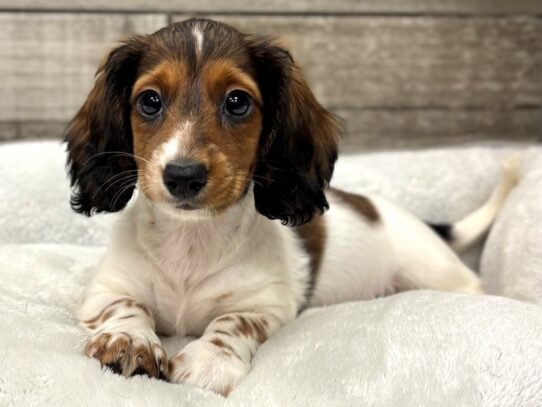 [#10926] Brown & White Male Dachshund Puppies for Sale