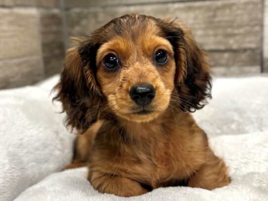 [#10927] Chocolate Dapple Male Dachshund Puppies for Sale