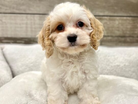 [#10921] White Apricot Female Cockapoo Puppies for Sale