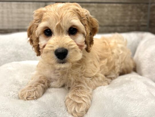 [#10928] Apricot Female Cockapoo Puppies for Sale
