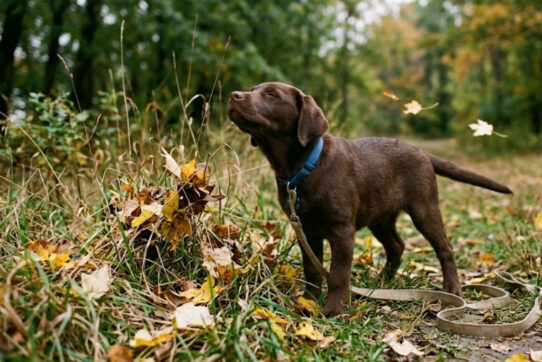 How Puppies Know Fall Is Coming (Even Without a Calendar)